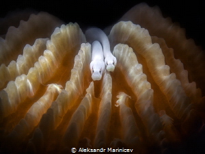Mushroom coral pipefish
Romblon, Philippines by Aleksandr Marinicev 